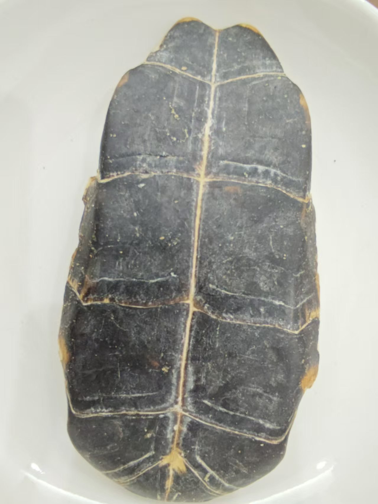 Tortoise Shell (Guījiǎ)