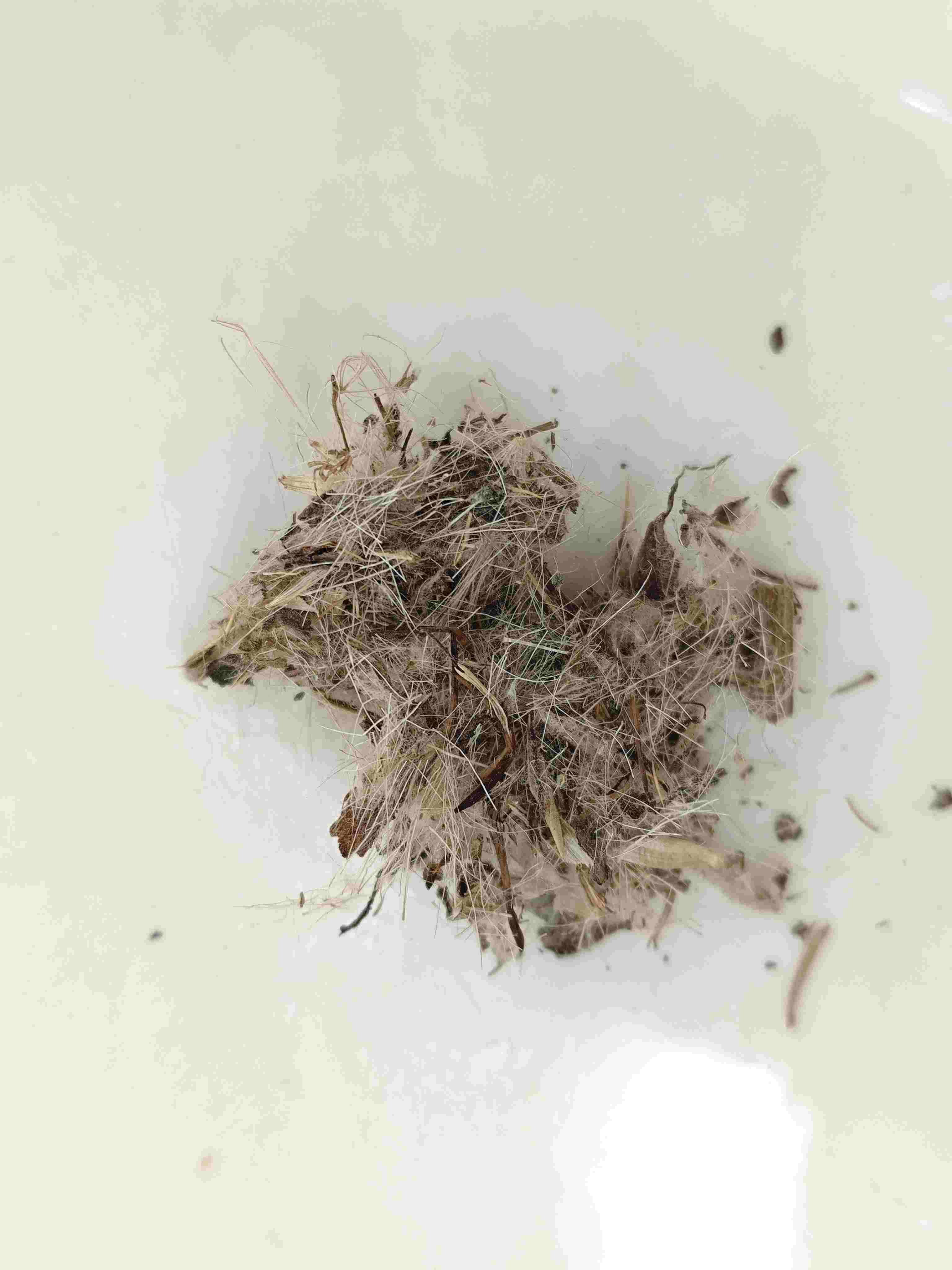 Great Thistle (Dàjì)