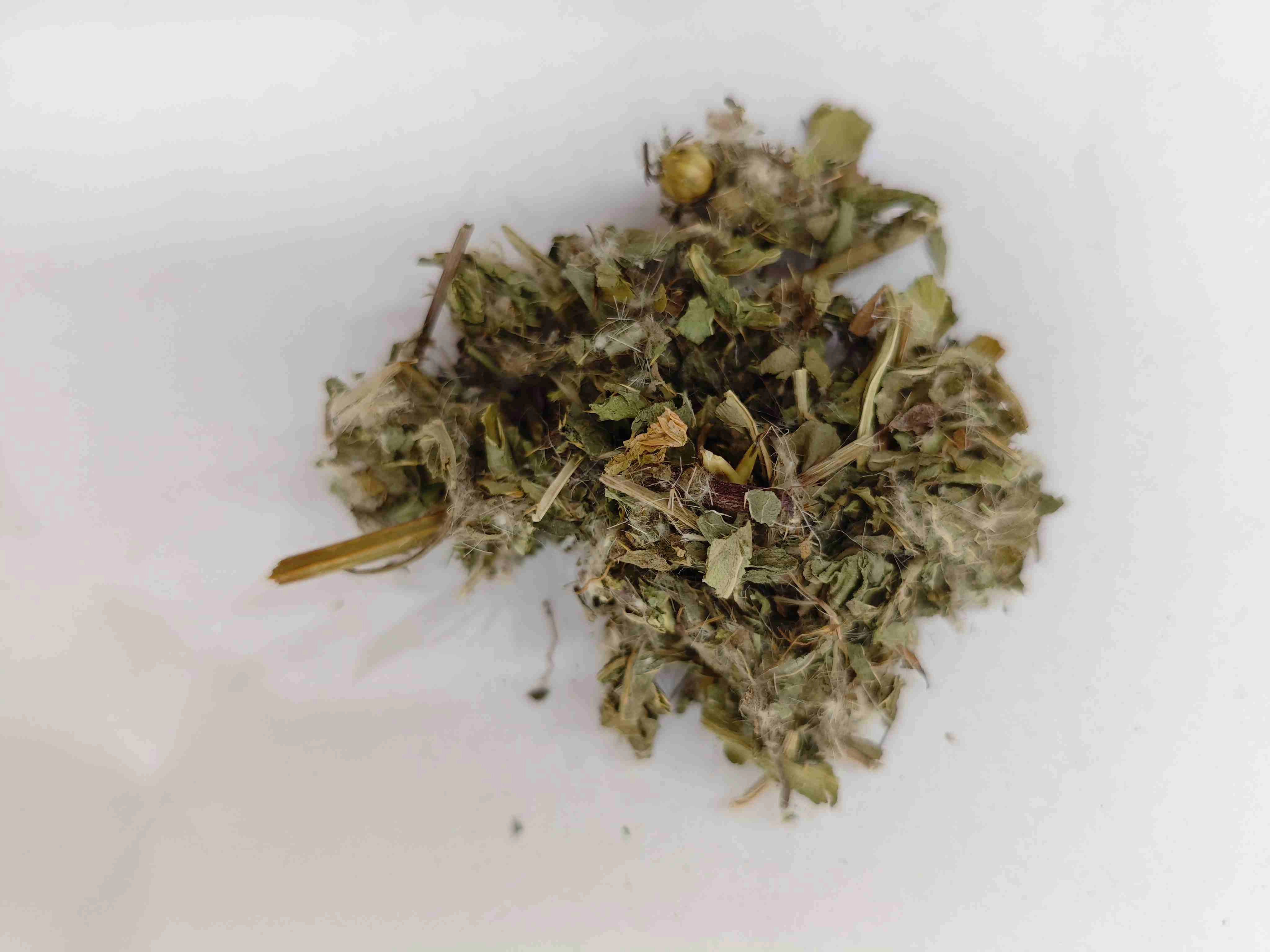 Lesser Thistle (Xiǎo Jì)