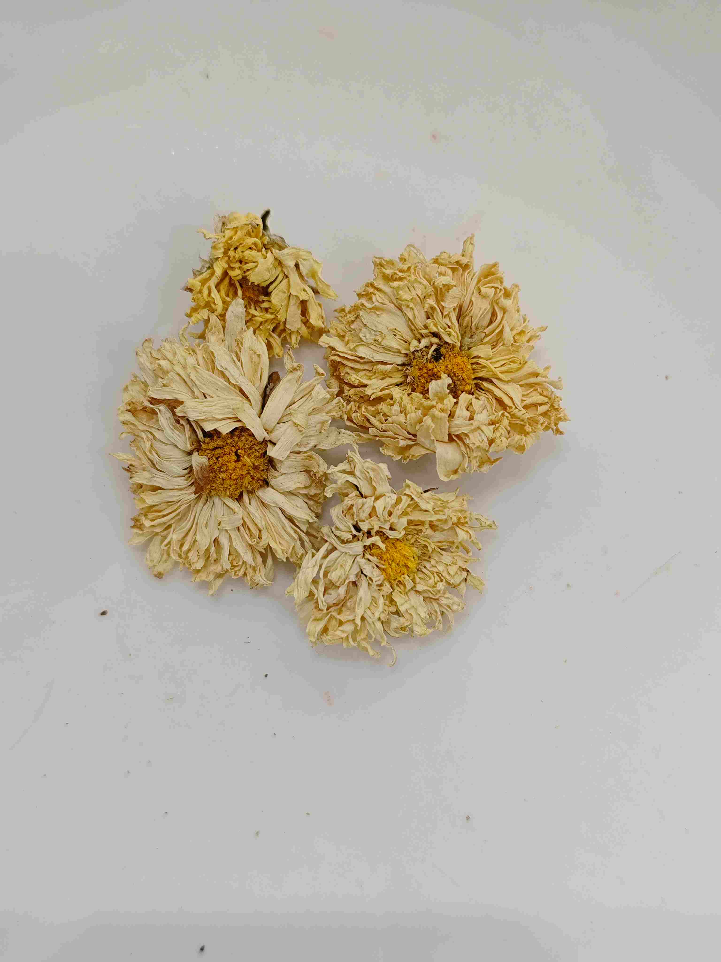 Chrysanthemum Flower (Júhuā)