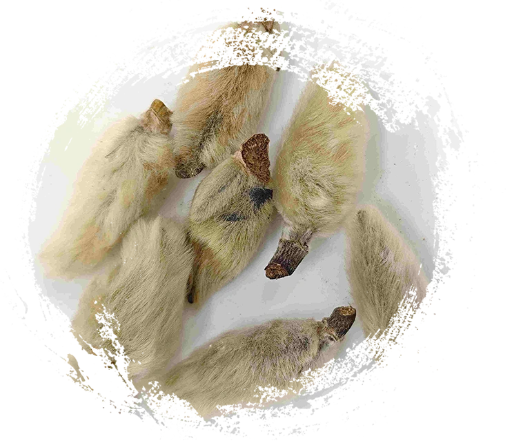 Magnolia Flower Buds (Xīnyí)