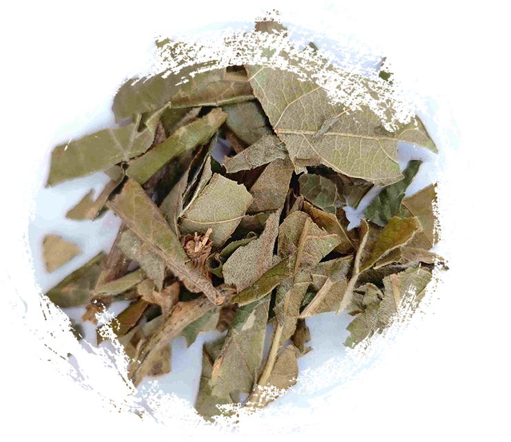 Loquat Leaf (Pípá Yè)